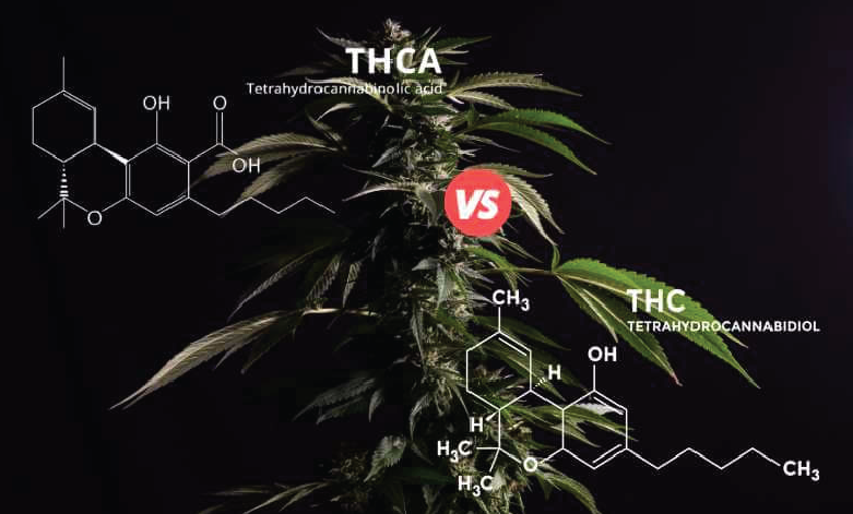 THCa Vs. THC: Understanding Key Differences & Potential Benefits